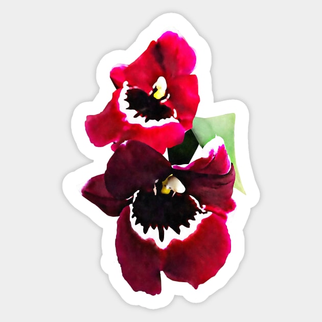 Maroon Miltonia Orchids Sticker by SusanSavad